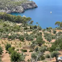 Limpiezas de bosques